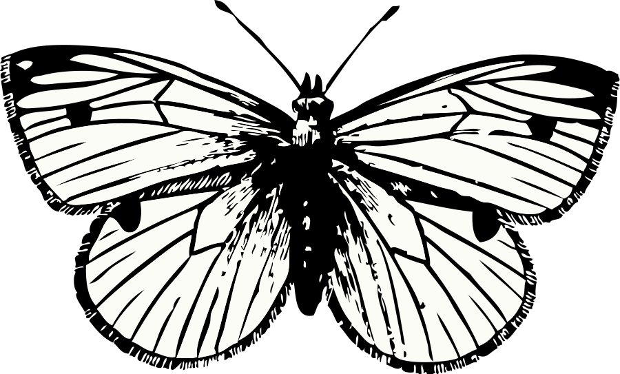 Free Clipart Cabbage Moth Johnny Automatic Rh 1001freedownloads - Cabbage White Butterfly Drawing - Png Download (800x481), Png Download