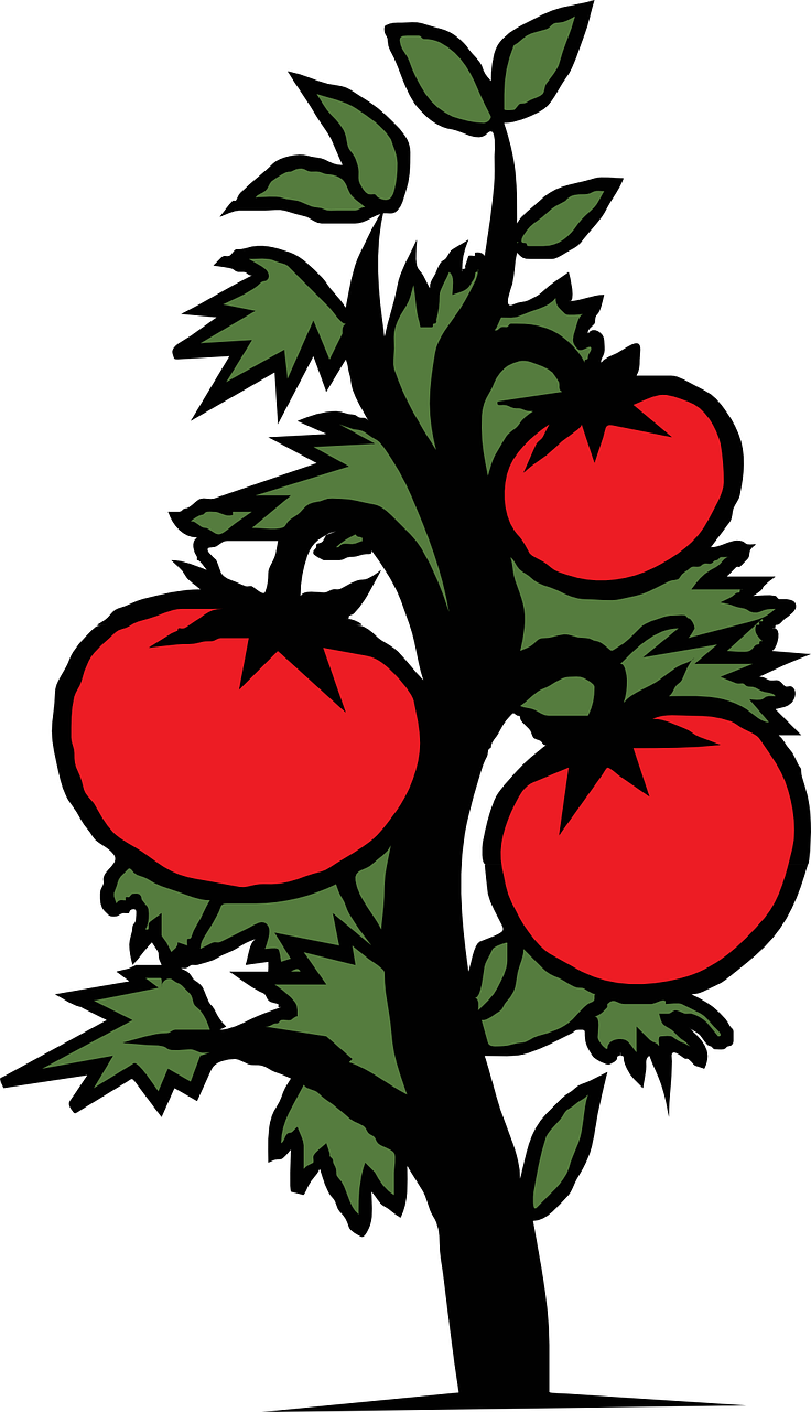 Tomato Plant Vegetable Free Photo Drawing Of Tomato Plant Clipart