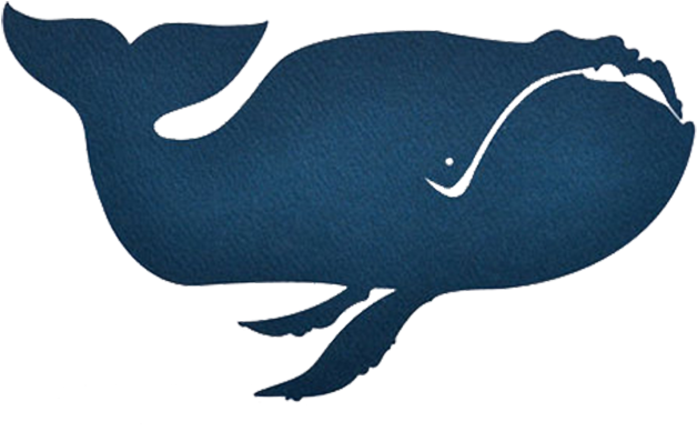 Baleen Whale Porpoise Blue Whale Illustration - Blue Whale Clipart (661x500), Png Download