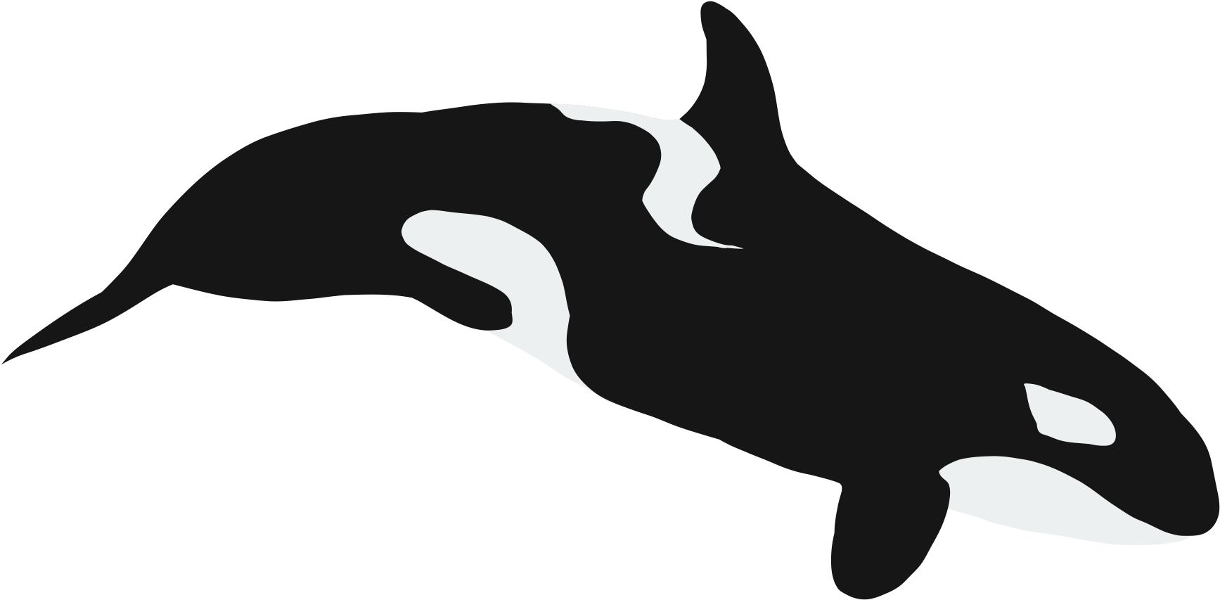 Killer Whale Clipart (1800x1275), Png Download