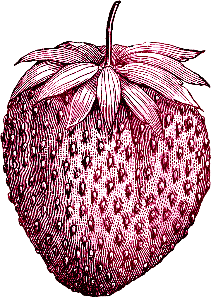 Tattoo Vintage Ice Strawberry Fruit Drawing Cream Clipart - Strawberry Skin Drawing - Png Download (721x1013), Png Download