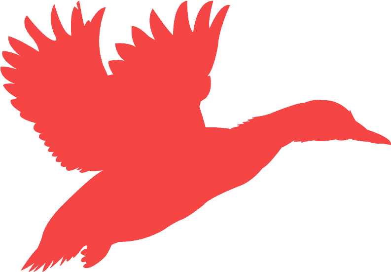 Silhouette Of A Flying Mallard Clipart (800x570), Png Download