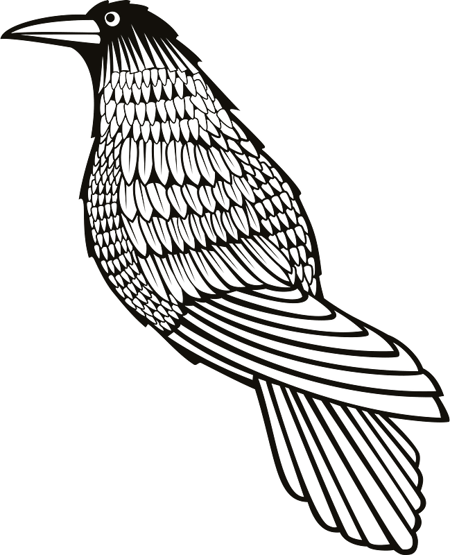 Crow Clipart - Crow Drawings Public Domain - Png Download (649x800), Png Download
