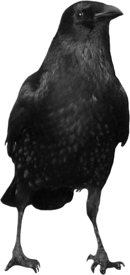Crow Icon Clipart - Crow Png Transparent Png (414x875), Png Download