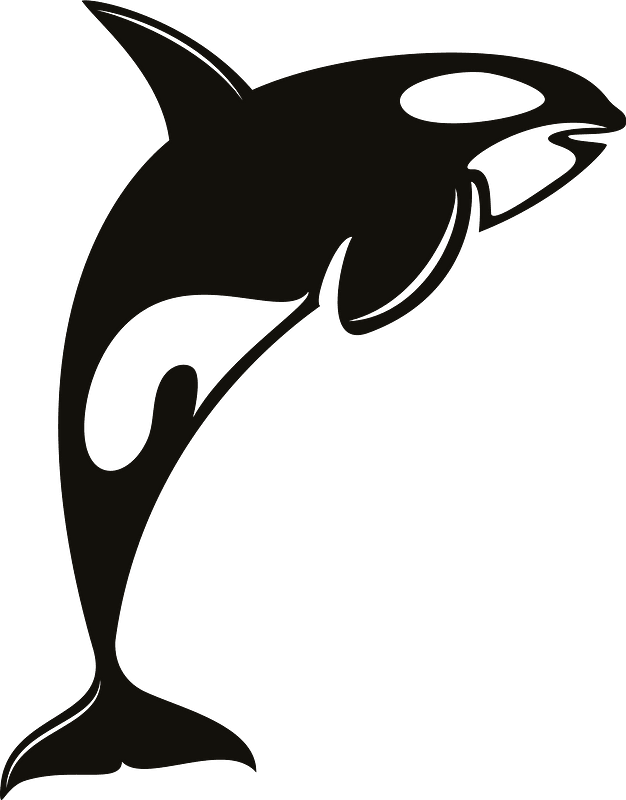 Orca Clipart - Orca Svg Free - Png Download (626x800), Png Download
