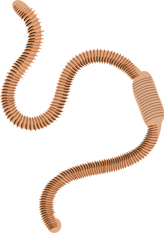 Worm Clipart - Earth Worm Free Clipart - Png Download (566x800), Png Download