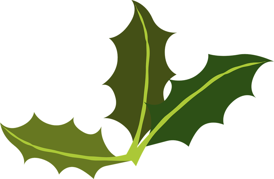 Yaupon Holly Leaf Miner Common Holly Clip Art - Holly Leaf Png Transparent Png (960x628), Png Download