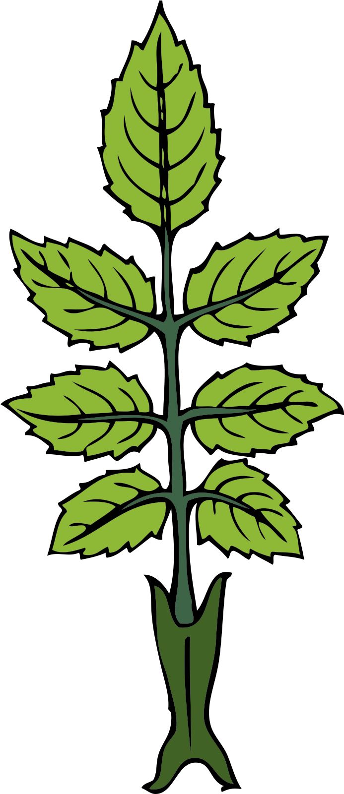 Draw A Mint Plant Clipart (1600x1600), Png Download