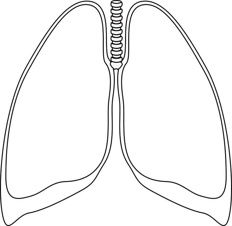 Transparent Lung Png - Lungs Clipart Black And White (740x720), Png Download