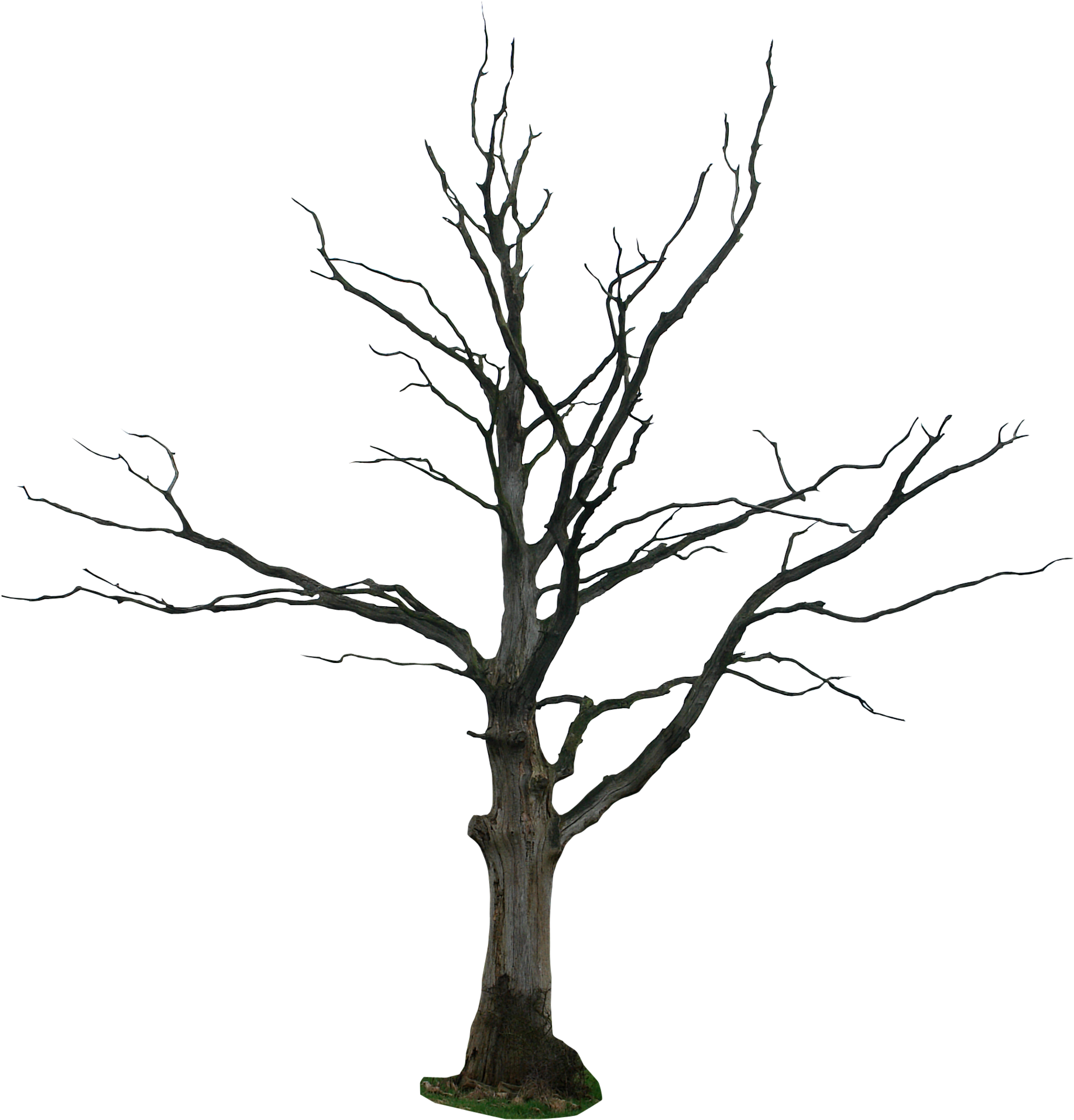 Tree Trunk Clipart Outline Graphic Transparent Black Dead Tree Png Full Size Clipart Pinclipart