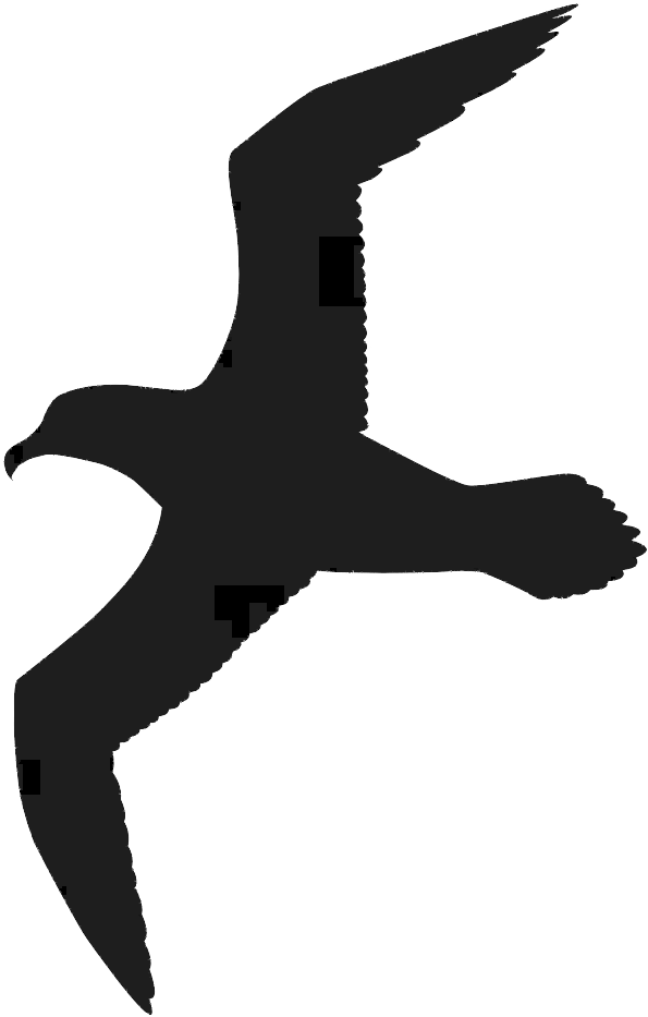 Gulls Bird Great Black-backed Gull Drawing Clip Art - Black Seagull Clipart - Png Download (1000x1000), Png Download