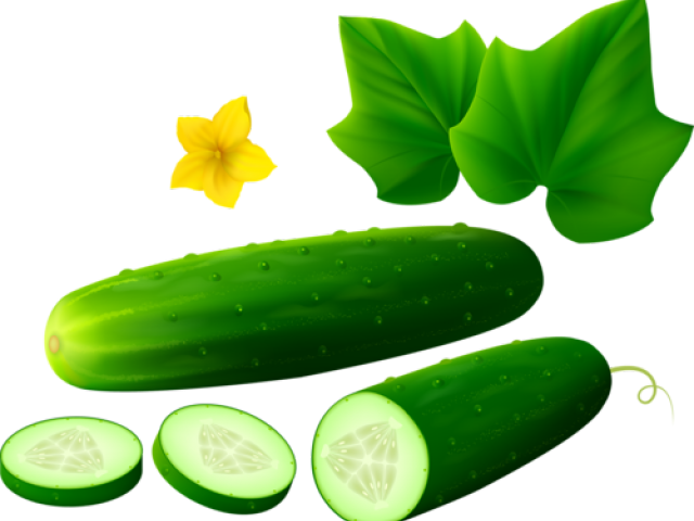 Transparent Cucumber Clipart - Cucumber Clipart White Background - Png Download (640x480), Png Download