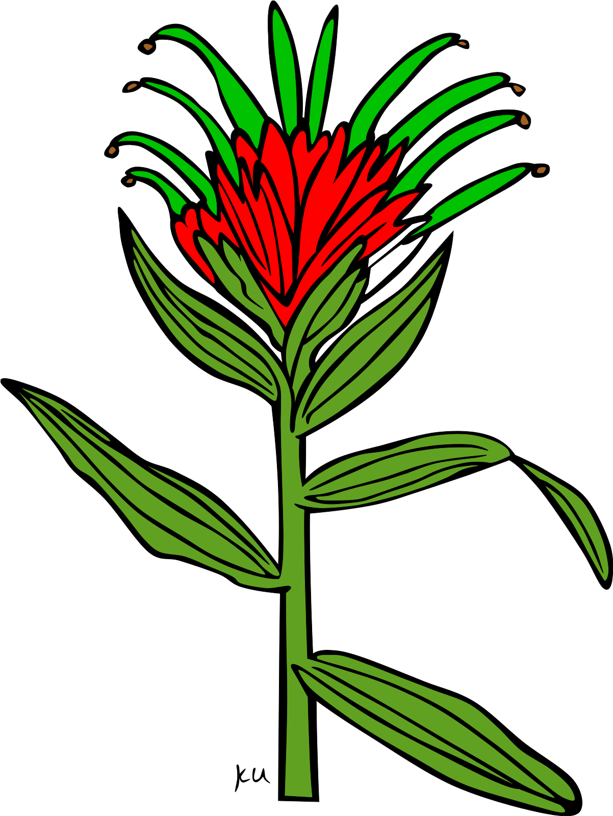 Wyoming Indian Paintbrush Drawing Easy Clipart Full Size Clipart