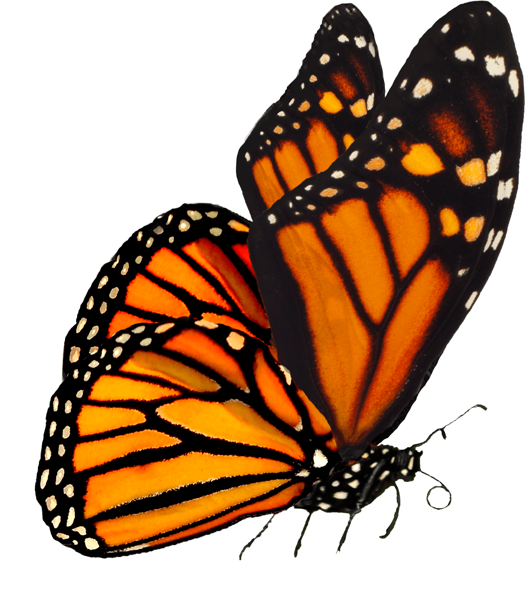 Largest Collection Of Free To Edit Monarch Butterflies - Monarch Butterfly Transparent Background Clipart (1707x1922), Png Download