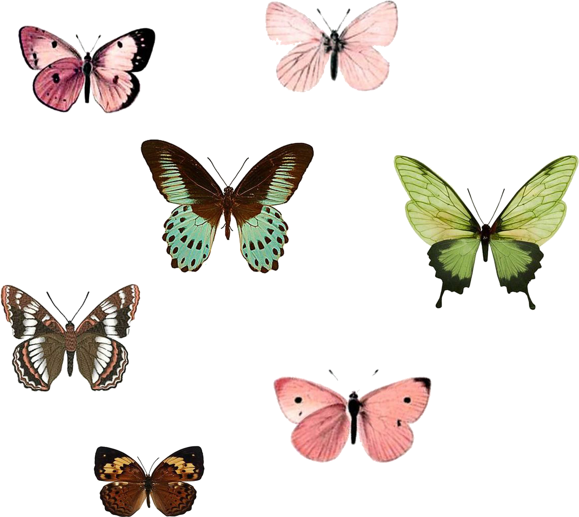 Monarch Butterfly Insect Drawing Nymphalidae - Printable Butterflies To Print Clipart (1154x1031), Png Download