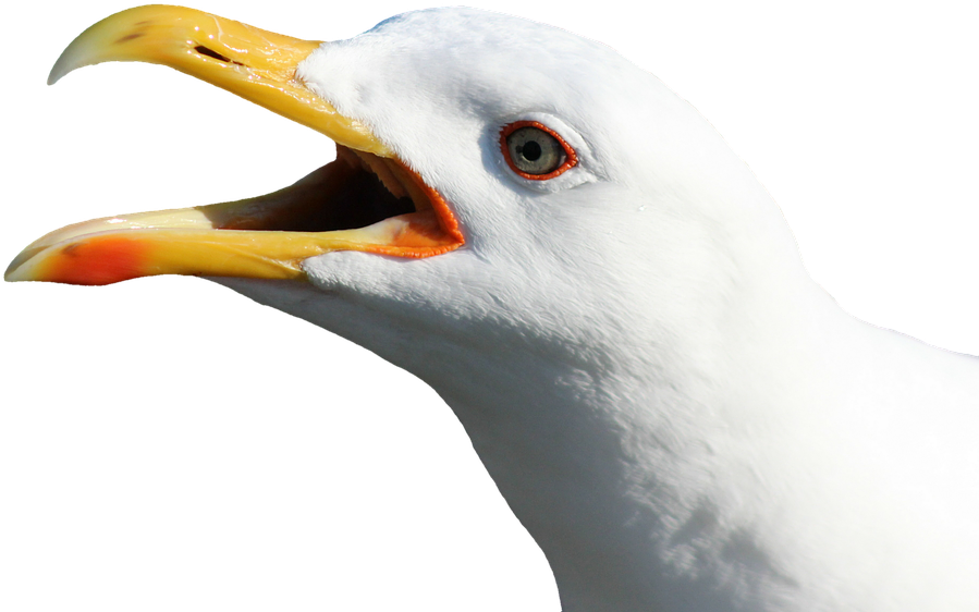 Seagull Head No Background Clipart (960x664), Png Download
