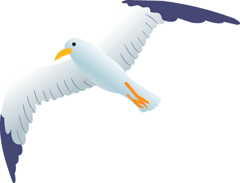 Sea Gull Clipart - Albatross - Png Download (800x611), Png Download