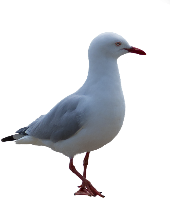 Seagull Clipart Post Clipart - Seagull Png Transparent Png (673x720), Png Download