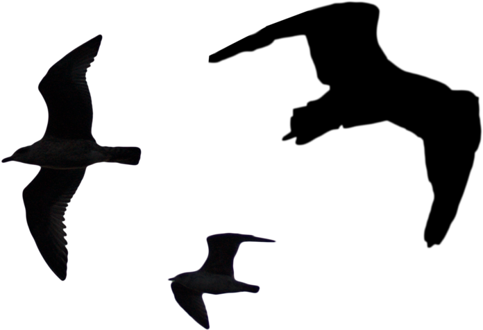 Seagull Silhouette Png - Png Bird Silhouette Clipart (900x562), Png Download