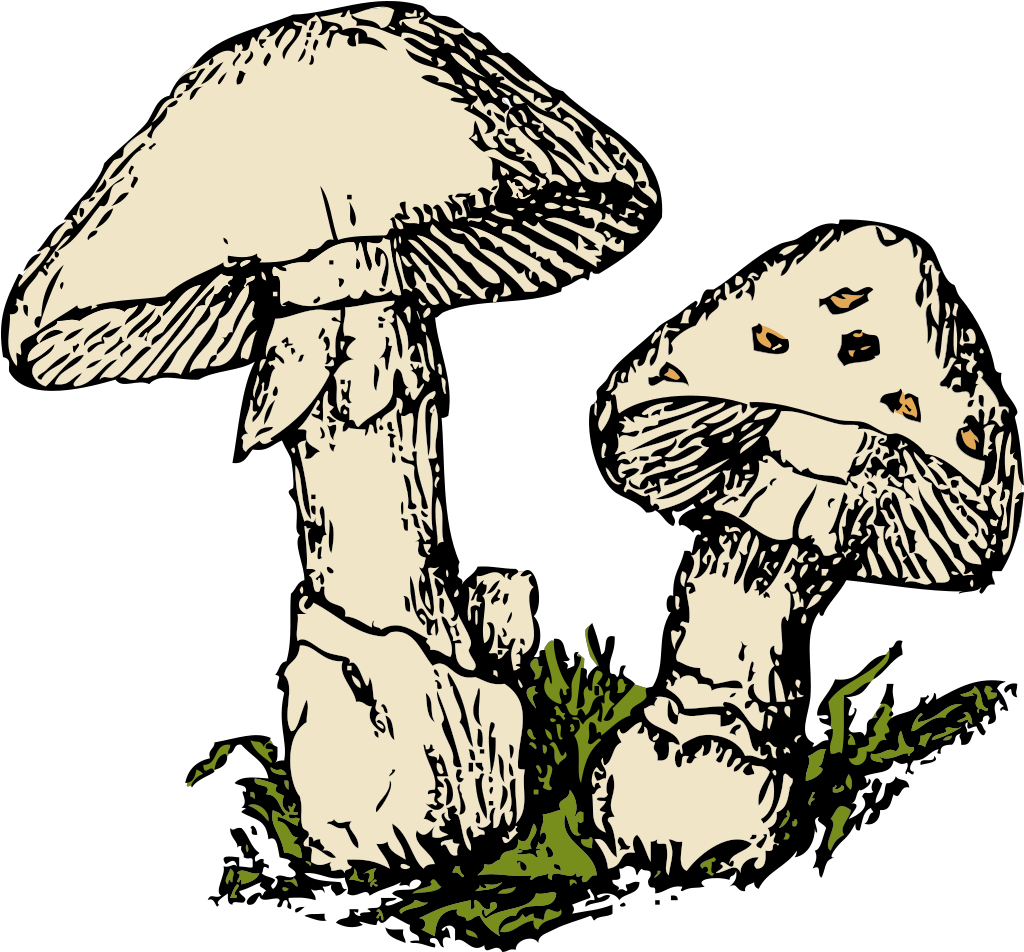 Two Mushrooms Svg Clip Arts - Fungi Clip Art - Png Download (1024x1024), Png Download