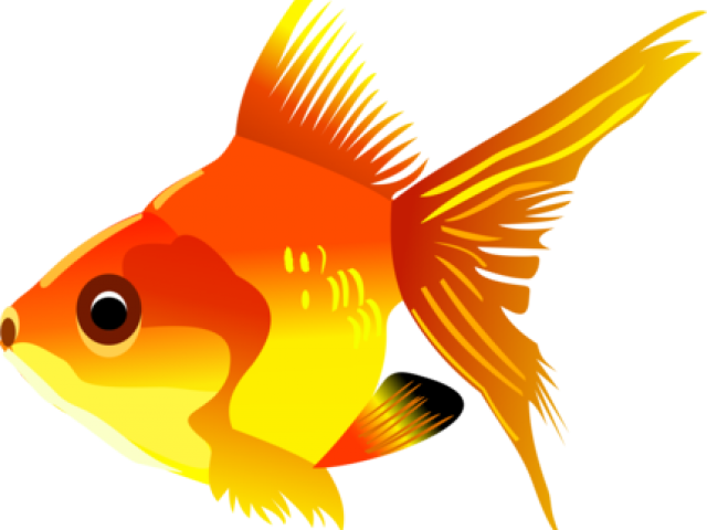 Tropical Fish Clipart Transparent Background - Transparent Background Fish Clipart - Png Download (640x480), Png Download