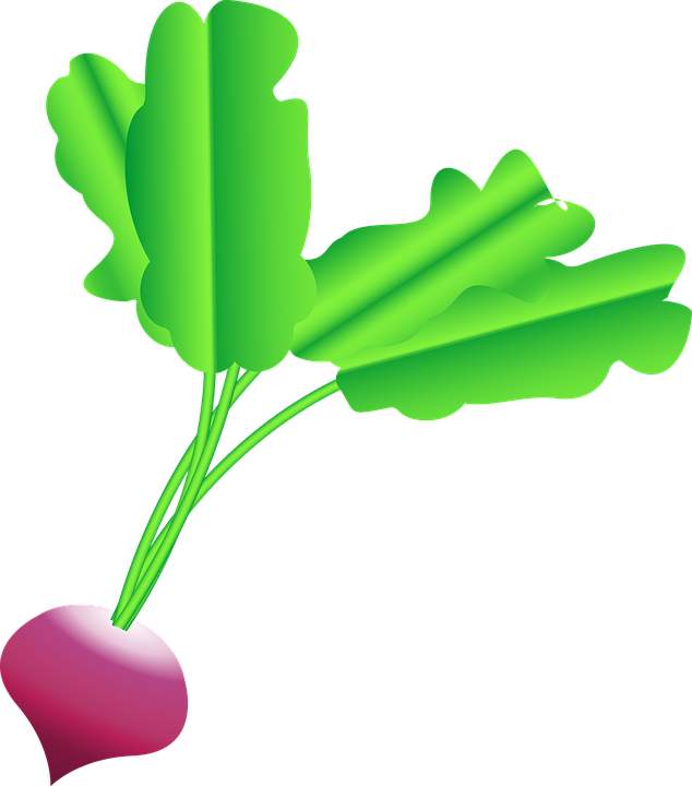 Radish Clipart Transparent - Rabanete Desenho Png (634x720), Png Download