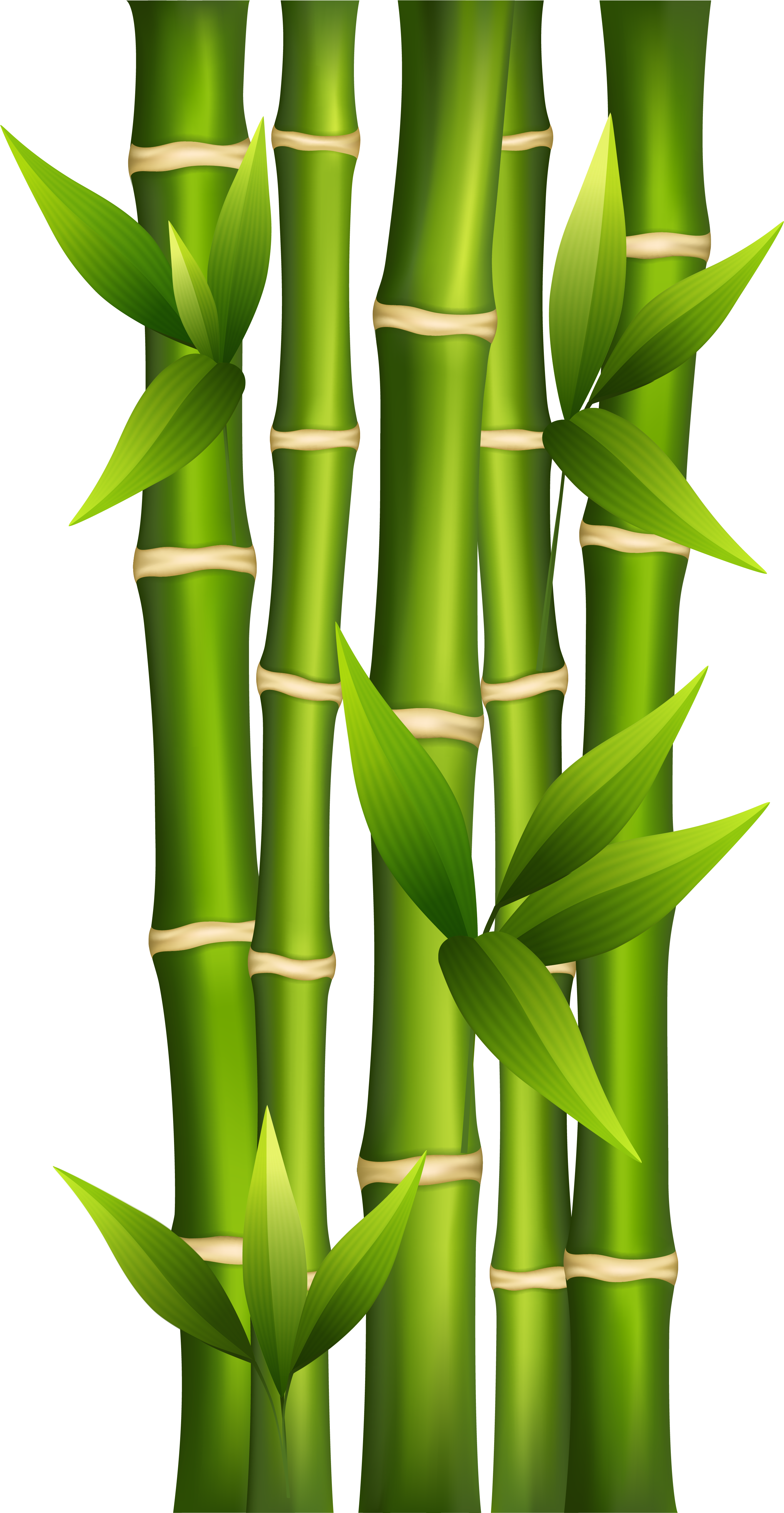 Bamboo Png Clipart Image - Bamboo Clipart Transparent Png (2667x5145), Png Download
