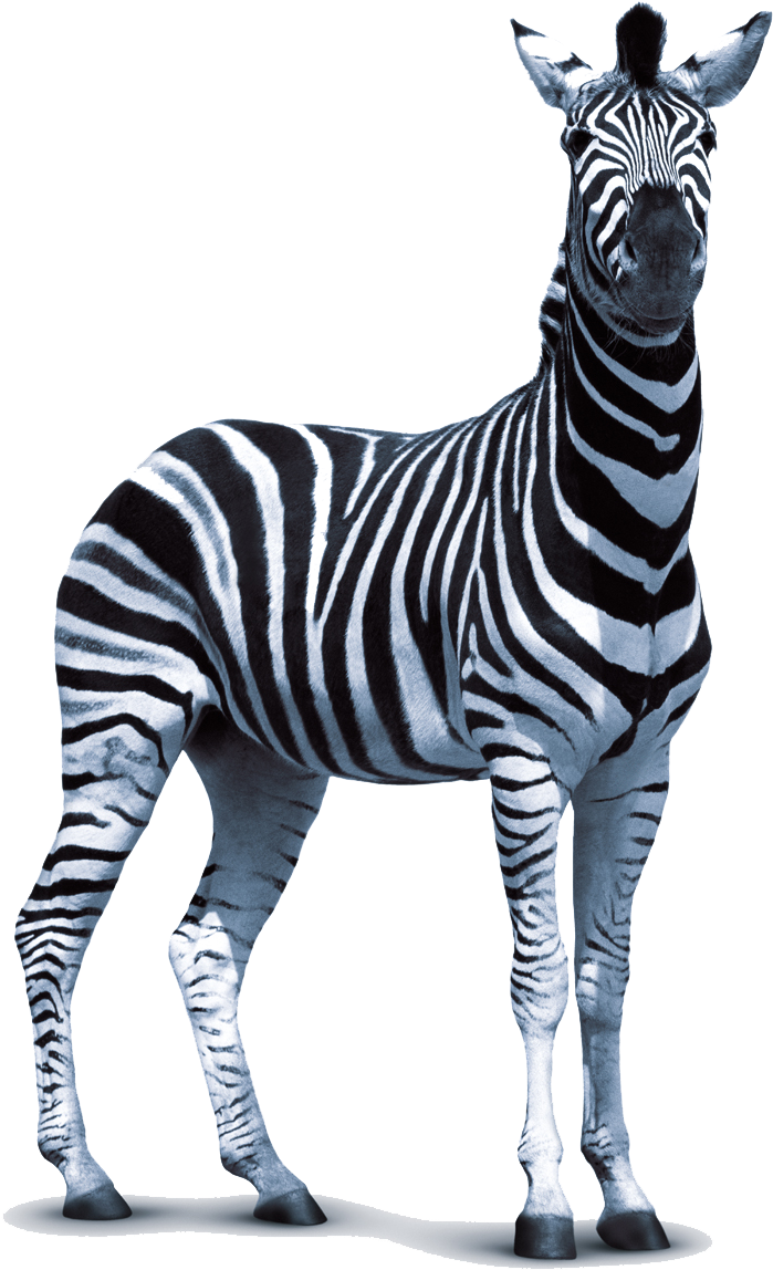 Zebra Technologies Clip Art Transparent Zebra Png Full Size Clipart (5620443) PinClipart
