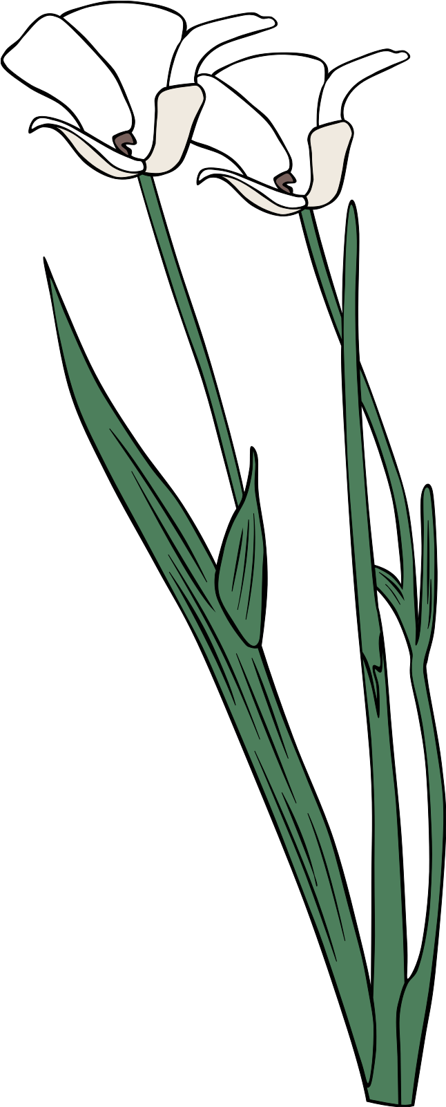 Flower Outline Clipart (1600x1600), Png Download