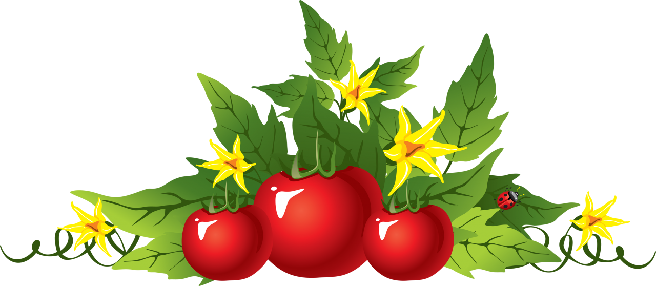 Red Tomatoes Png Image - Tomato Flower Plant Clipart Transparent Png (1280x558), Png Download