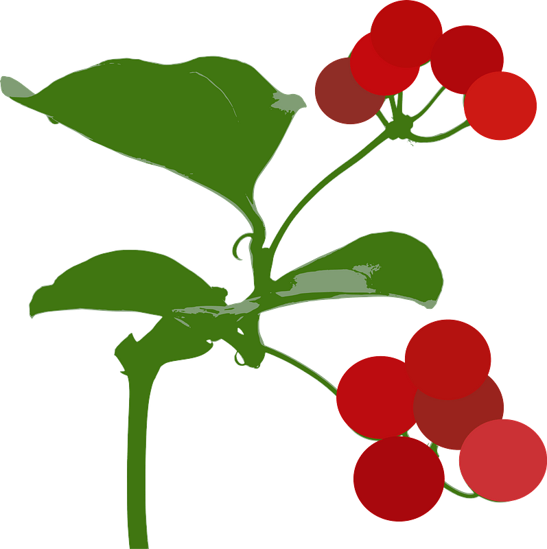 Smilax China Clipart - Smilax Clipart - Png Download (797x800), Png Download