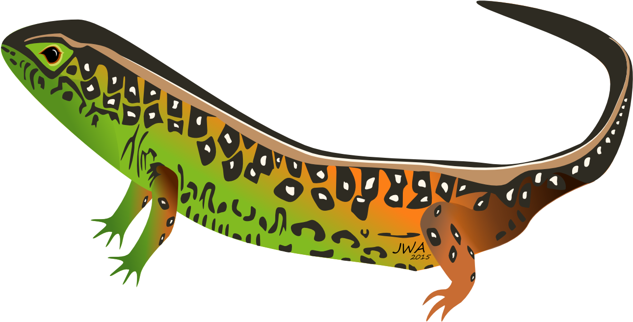 Lizard Clipart Female Cartoon - Lizard - Png Download (1290x657), Png Download