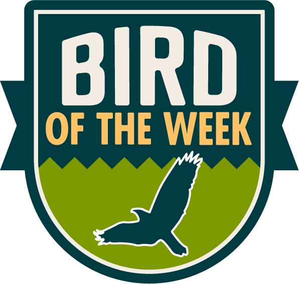 Transparent Western Meadowlark Clipart - Five50 Pizza Bar - Png Download (596x567), Png Download