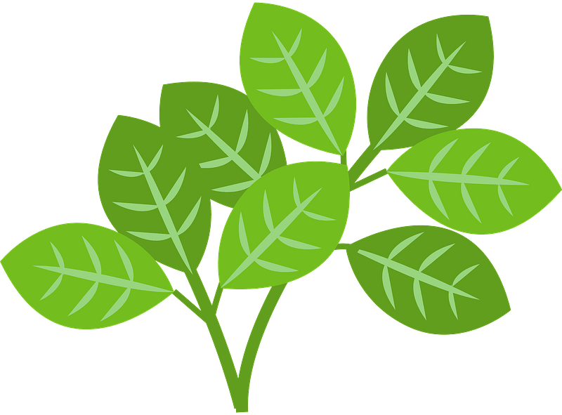 Tossa Jute Vegetable Clipart - Illustration - Png Download (800x591), Png Download