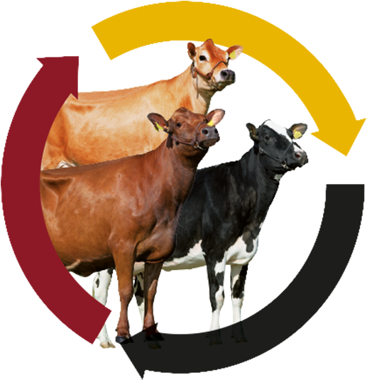 Dairy Cow Clipart (1200x566), Png Download