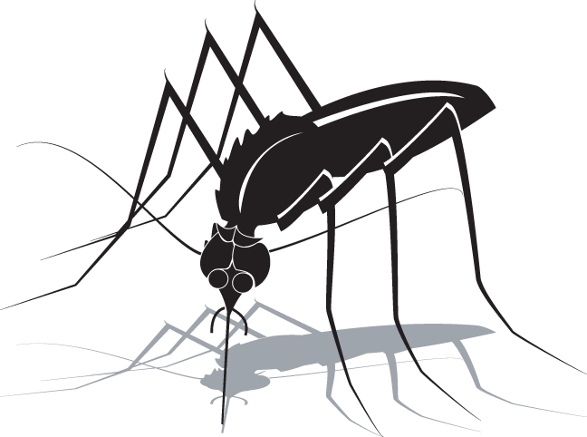Mosquito Clipart (648x482), Png Download
