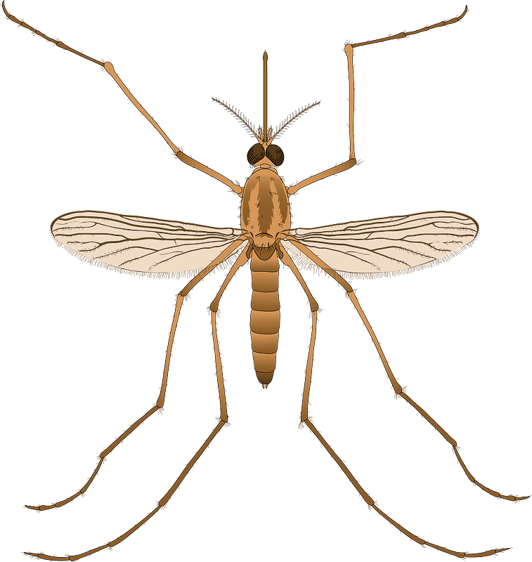 Mosquito Parts Ua Clipart - Skeleton Of A Mosquito - Png Download (757x800), Png Download