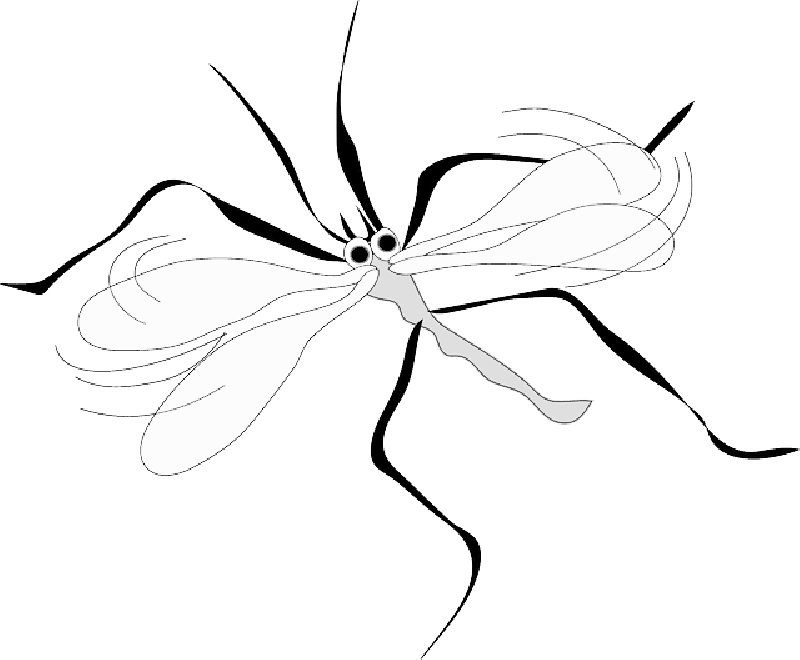 Mosquito Clip Art , Png Download - Mosquito Clip Art Transparent Png (800x660), Png Download