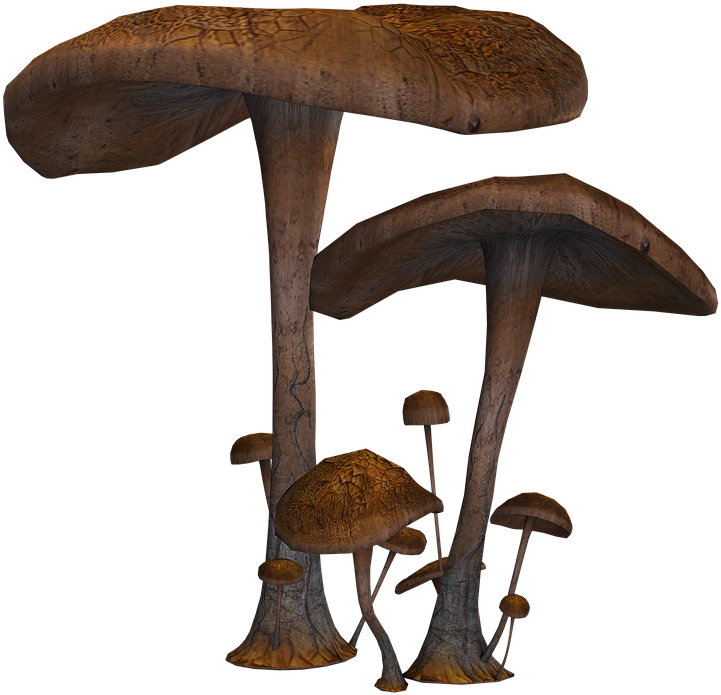 Mushrooms Png Clipart (960x720), Png Download