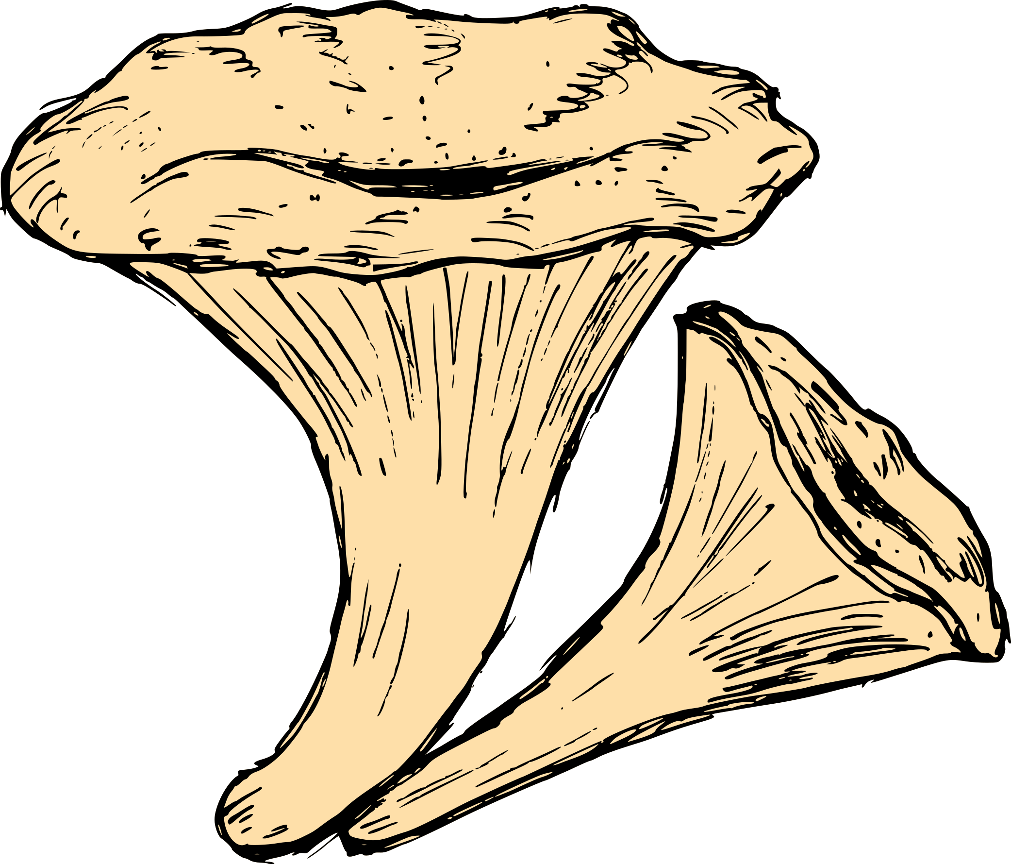 Mushroom Drawing 4 - Illustration Clipart (2083x1779), Png Download