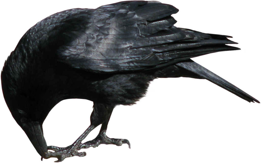 Raven Isolated Stock Photo - Crows Eating Png Clipart (1144x698), Png Download