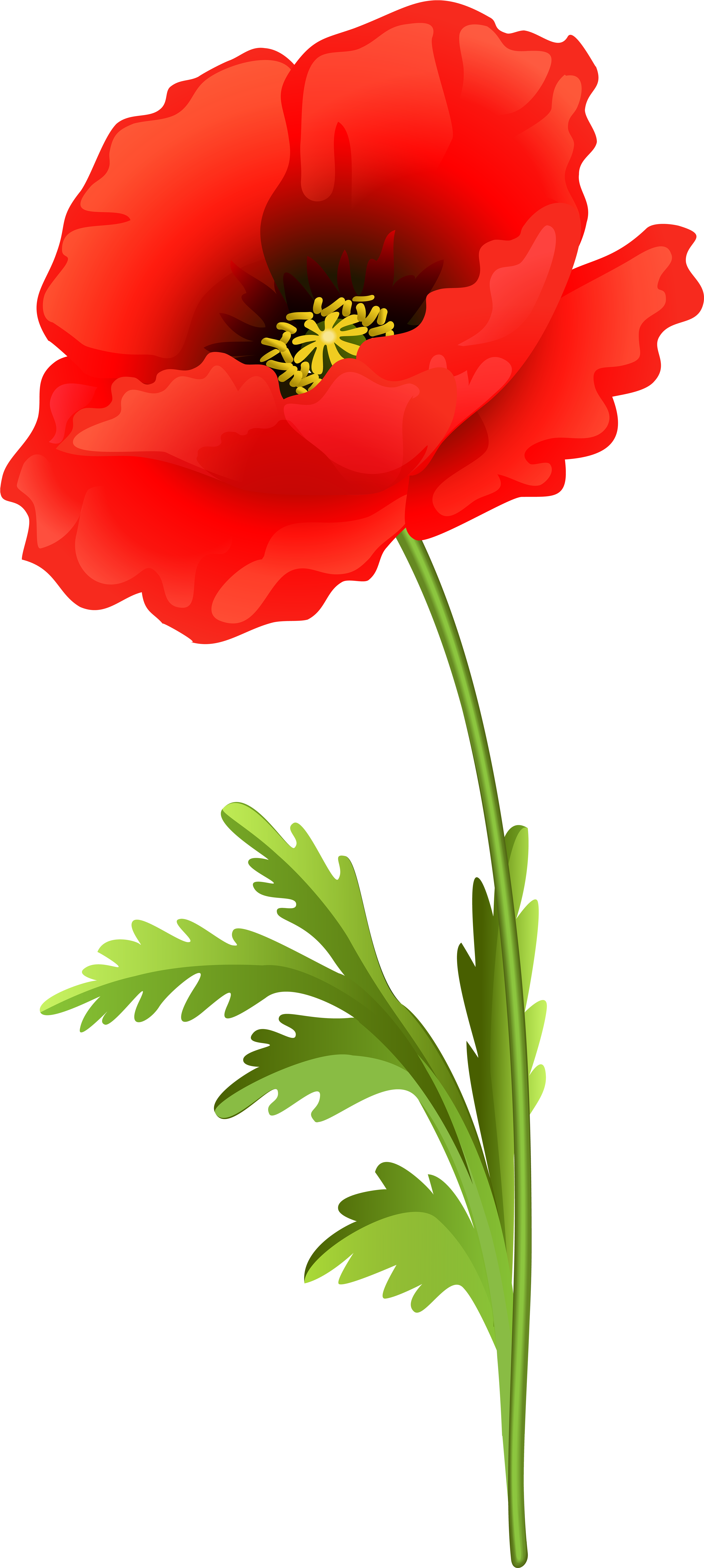 Poppy Flower Png Clip Art Image - Clip Art Poppy Transparent Png (3691x8000), Png Download