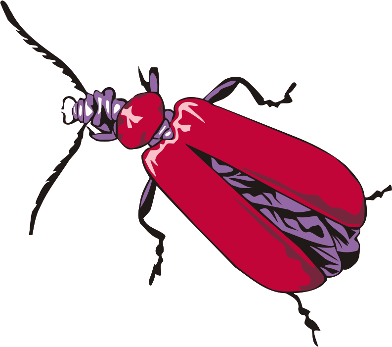 Cardinal Beetle - Insects Drawing Png Clipart (793x701), Png Download