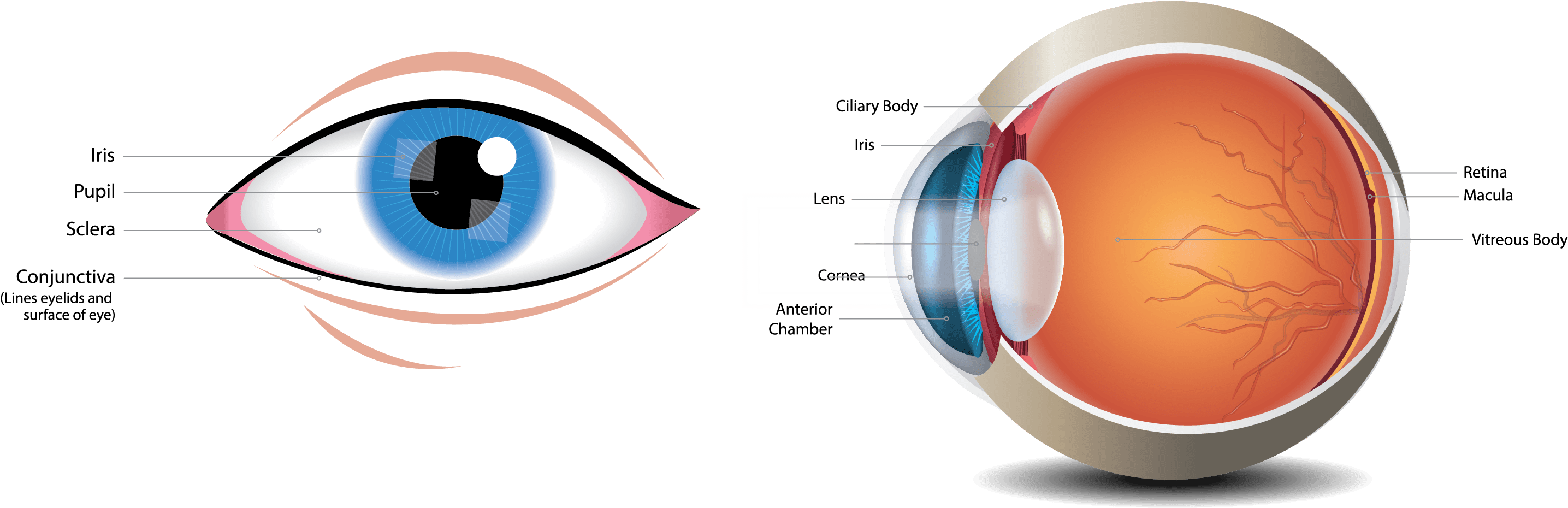 Parts Of An Eye Clipart (2960x1322), Png Download