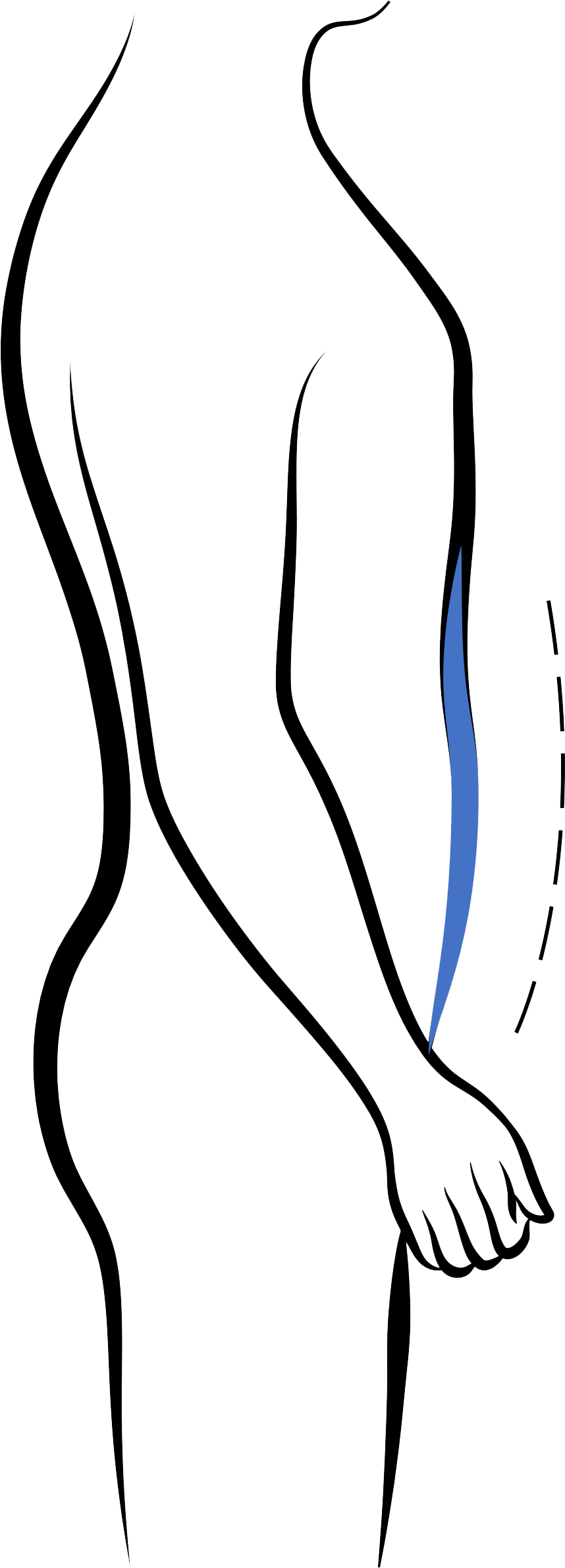 Clip Art - Png Download (858x2381), Png Download