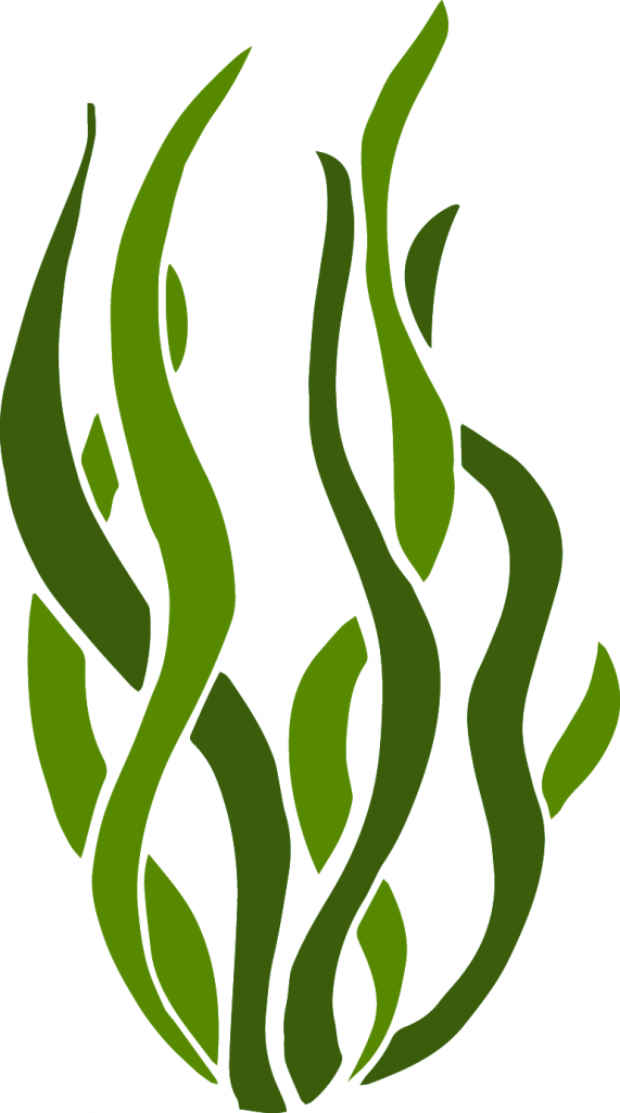 Transparent Photosynthesis Clip Art - Alge Png (571x1024), Png Download