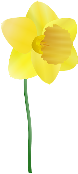 Park, Education, Plants, Flower, Daffodil, Flowers - Cartoon Daffodils Clipart (640x554), Png Download