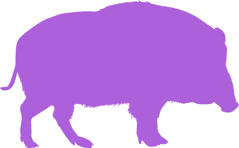 Muskox Clipart (800x503), Png Download