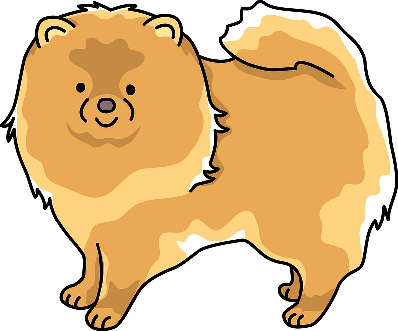 Pomeranian Dog Clipart - Pomeranian - Png Download (800x665), Png Download