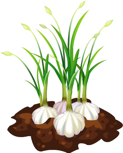 Garlic Bread Free Download Png Hd Clipart - Garlic Plant Clipart Transparent Png (894x501), Png Download